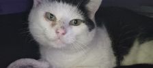 Zoomer – Europäisch Kurzhaar, Weibchen, Alter unbekannt, 97525 Schwebheim – Foto 2