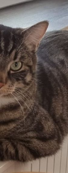 Scar – EKH, Männchen, Alter unbekannt, 58553 Halver – Foto 2