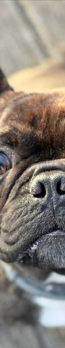 SMOKY – Französische Bulldogge, Männchen, 2 Jahre, 81829 München – Foto 1