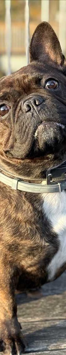 SMOKY – Französische Bulldogge, Männchen, 2 Jahre, 81829 München – Foto 2
