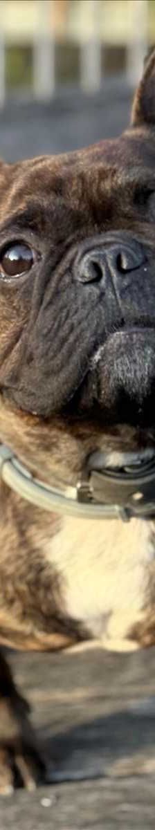 SMOKY – Französische Bulldogge, Männchen, 2 Jahre, 81829 München – Foto 3