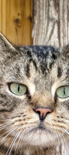 Moritz – Katze, Männchen, 1 Jahr, 28357 Bremen – Foto 1