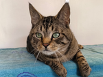 Moritz – Katze, Männchen, 1 Jahr, 28357 Bremen – Foto 2