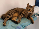 Moritz – Katze, Männchen, 1 Jahr, 28357 Bremen – Foto 3