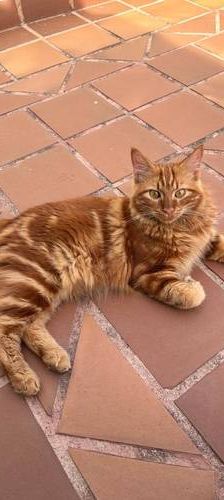 Melocotón – Europäisch Langhaar, Männchen, 1 Jahr, 65520 Bad Camberg – Foto 1