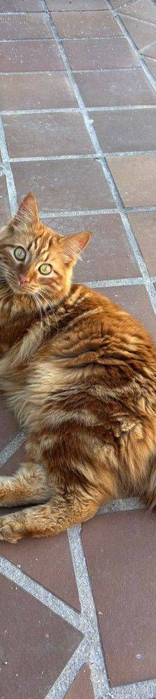 Melocotón – Europäisch Langhaar, Männchen, 1 Jahr, 65520 Bad Camberg – Foto 2