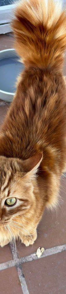 Melocotón – Europäisch Langhaar, Männchen, 1 Jahr, 65520 Bad Camberg – Foto 3