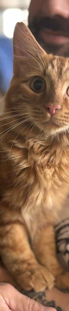 Melocotón – Europäisch Langhaar, Männchen, 1 Jahr, 65520 Bad Camberg – Foto 4