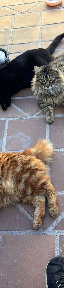 Melocotón – Europäisch Langhaar, Männchen, 1 Jahr, 65520 Bad Camberg – Foto 5