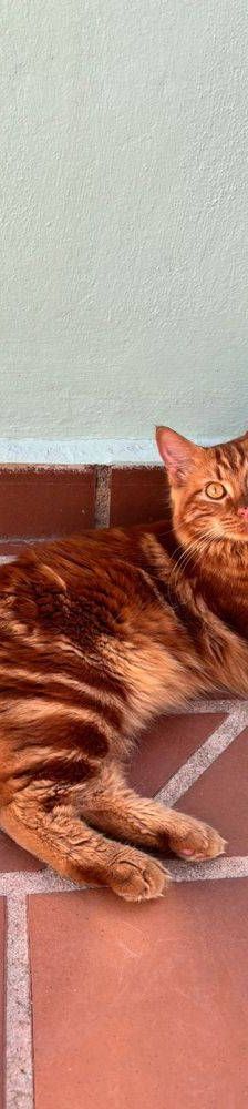 Melocotón – Europäisch Langhaar, Männchen, 1 Jahr, 65520 Bad Camberg – Foto 6