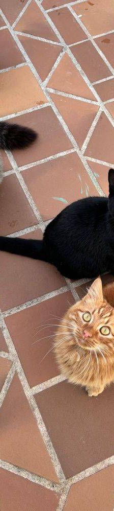Melocotón – Europäisch Langhaar, Männchen, 1 Jahr, 65520 Bad Camberg – Foto 7