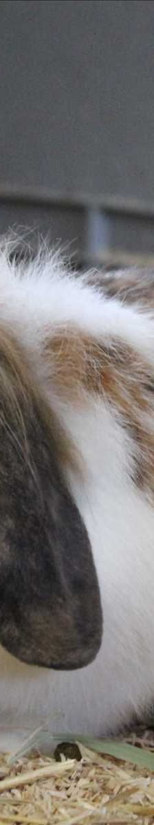 BETZY – Widder, Teddy-Widder, Weibchen, 7 Monate, 81829 München – Foto 2