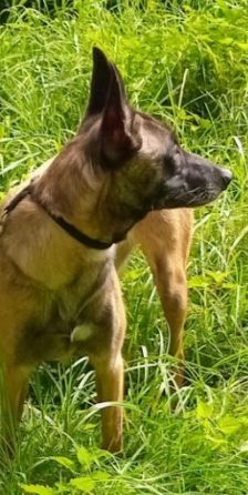 Brienne – Belgischer Schäferhund (Malinois), Weibchen, 3 Monate, 70195 Stuttgart-Botnang – Foto 1