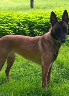 Brienne – Belgischer Schäferhund (Malinois), Weibchen, 3 Monate, 70195 Stuttgart-Botnang – Foto 2