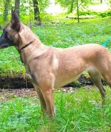 Brienne – Belgischer Schäferhund (Malinois), Weibchen, 3 Monate, 70195 Stuttgart-Botnang – Foto 3