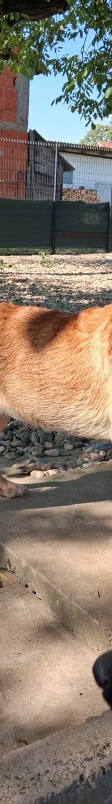 Rino – Mischling, Männchen, Alter unbekannt, Nordic Strays e.V. – Foto 1