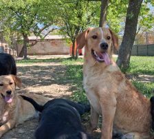 Rino – Mischling, Männchen, Alter unbekannt, Nordic Strays e.V. – Foto 2