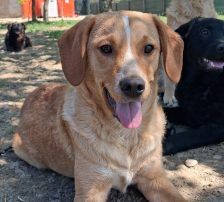 Rino – Mischling, Männchen, Alter unbekannt, Nordic Strays e.V. – Foto 3