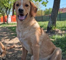 Rino – Mischling, Männchen, Alter unbekannt, Nordic Strays e.V. – Foto 4