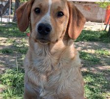 Rino – Mischling, Männchen, Alter unbekannt, Nordic Strays e.V. – Foto 5