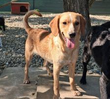 Rino – Mischling, Männchen, Alter unbekannt, Nordic Strays e.V. – Foto 7