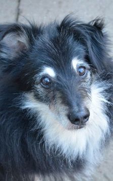 Niko – Schnauzer-Mix, Männchen, 8 Jahre 3 Monate, 70195 Stuttgart-Botnang – Foto 1