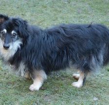 Niko – Schnauzer-Mix, Männchen, 8 Jahre 3 Monate, 70195 Stuttgart-Botnang – Foto 2