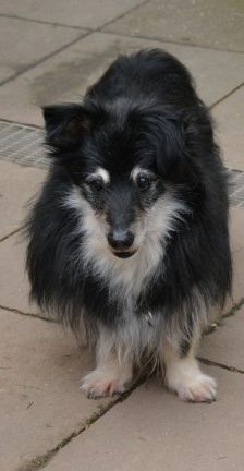 Niko – Schnauzer-Mix, Männchen, 8 Jahre 3 Monate, 70195 Stuttgart-Botnang – Foto 3