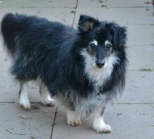 Niko – Schnauzer-Mix, Männchen, 8 Jahre 3 Monate, 70195 Stuttgart-Botnang – Foto 4