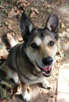 Feli – Mischling, Weibchen, 10 Jahre, 97074 Würzburg – Foto 3