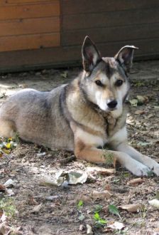 Feli – Mischling, Weibchen, 10 Jahre, 97074 Würzburg – Foto 6