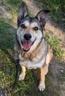 Feli – Mischling, Weibchen, 10 Jahre, 97074 Würzburg – Foto 7