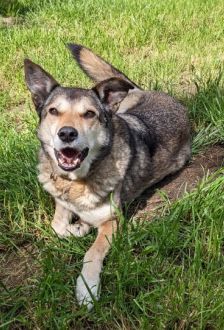 Feli – Mischling, Weibchen, 10 Jahre, 97074 Würzburg – Foto 8