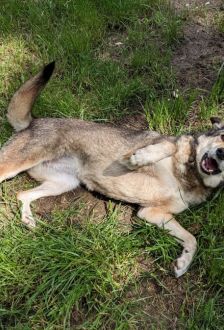 Feli – Mischling, Weibchen, 10 Jahre, 97074 Würzburg – Foto 9
