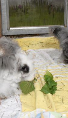 Abby – Angorakaninchen, Weibchen, 11 Monate, 90537 Feucht – Foto 4