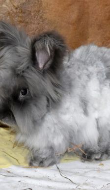 Abby – Angorakaninchen, Weibchen, 11 Monate, 90537 Feucht – Foto 5