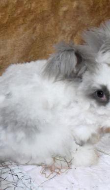 Abby – Angorakaninchen, Weibchen, 11 Monate, 90537 Feucht – Foto 6