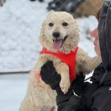 Lisa – Kroatischer Schäferhund-Mix, Weibchen, 1 Jahr 7 Monate, Nordic Strays e.V. – Foto 2