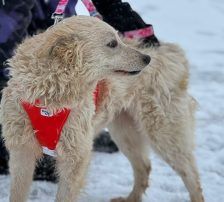 Lisa – Kroatischer Schäferhund-Mix, Weibchen, 1 Jahr 7 Monate, Nordic Strays e.V. – Foto 3