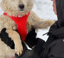 Lisa – Kroatischer Schäferhund-Mix, Weibchen, 1 Jahr 7 Monate, Nordic Strays e.V. – Foto 4