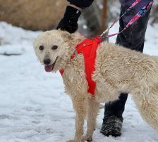 Lisa – Kroatischer Schäferhund-Mix, Weibchen, 1 Jahr 7 Monate, Nordic Strays e.V. – Foto 5