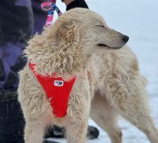 Lisa – Kroatischer Schäferhund-Mix, Weibchen, 1 Jahr 7 Monate, Nordic Strays e.V. – Foto 6