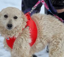 Lisa – Kroatischer Schäferhund-Mix, Weibchen, 1 Jahr 7 Monate, Nordic Strays e.V. – Foto 7