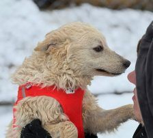 Lisa – Kroatischer Schäferhund-Mix, Weibchen, 1 Jahr 7 Monate, Nordic Strays e.V. – Foto 8