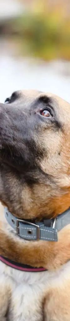 Joker – Malinois, Männchen, 4 Jahre 5 Monate, 13057 Berlin – Foto 1