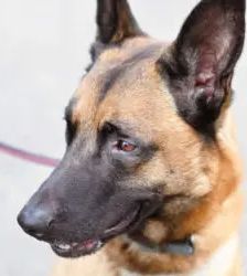 Joker – Malinois, Männchen, 4 Jahre 5 Monate, 13057 Berlin – Foto 2