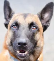 Joker – Malinois, Männchen, 4 Jahre 5 Monate, 13057 Berlin – Foto 3