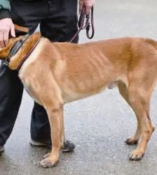 Joker – Malinois, Männchen, 4 Jahre 5 Monate, 13057 Berlin – Foto 4
