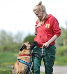 Joker – Malinois, Männchen, 4 Jahre 5 Monate, 13057 Berlin – Foto 5