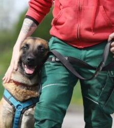 Joker – Malinois, Männchen, 4 Jahre 5 Monate, 13057 Berlin – Foto 6